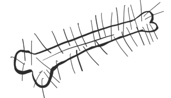 кость с шерстью