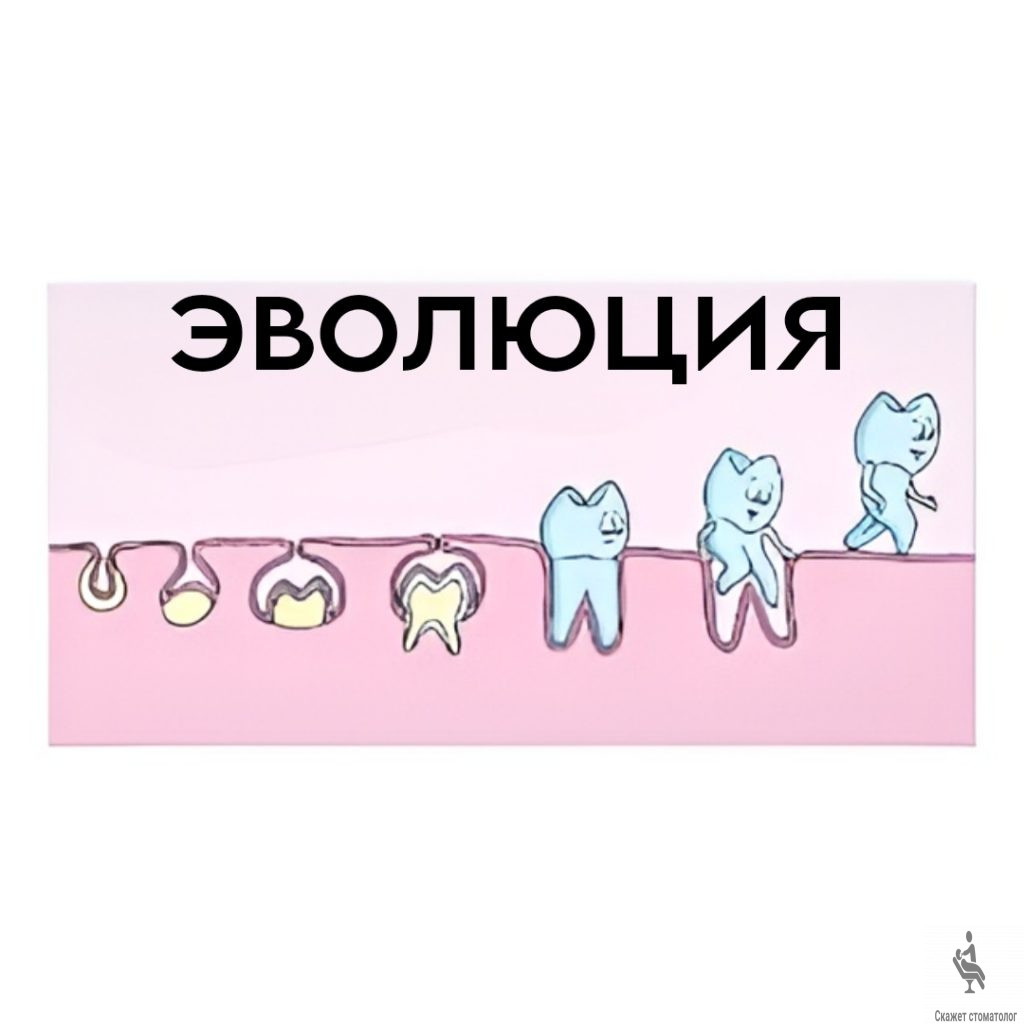 Эволюция зуба