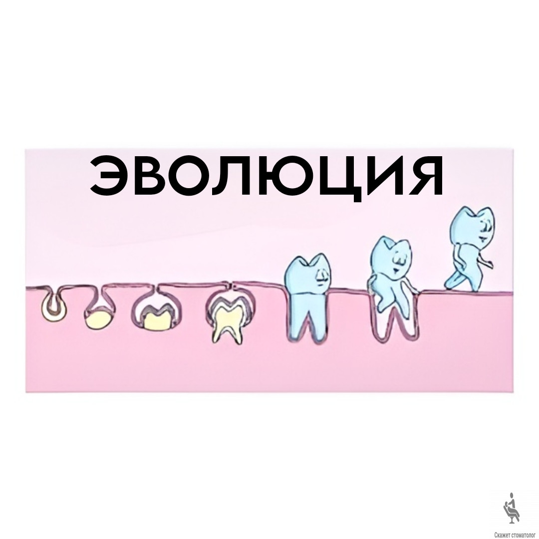 Эволюция зуба